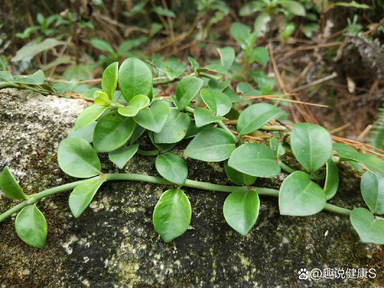  br>又名: 匍匐九节,蜈蚣藤,拎壁龙,白花风不动.