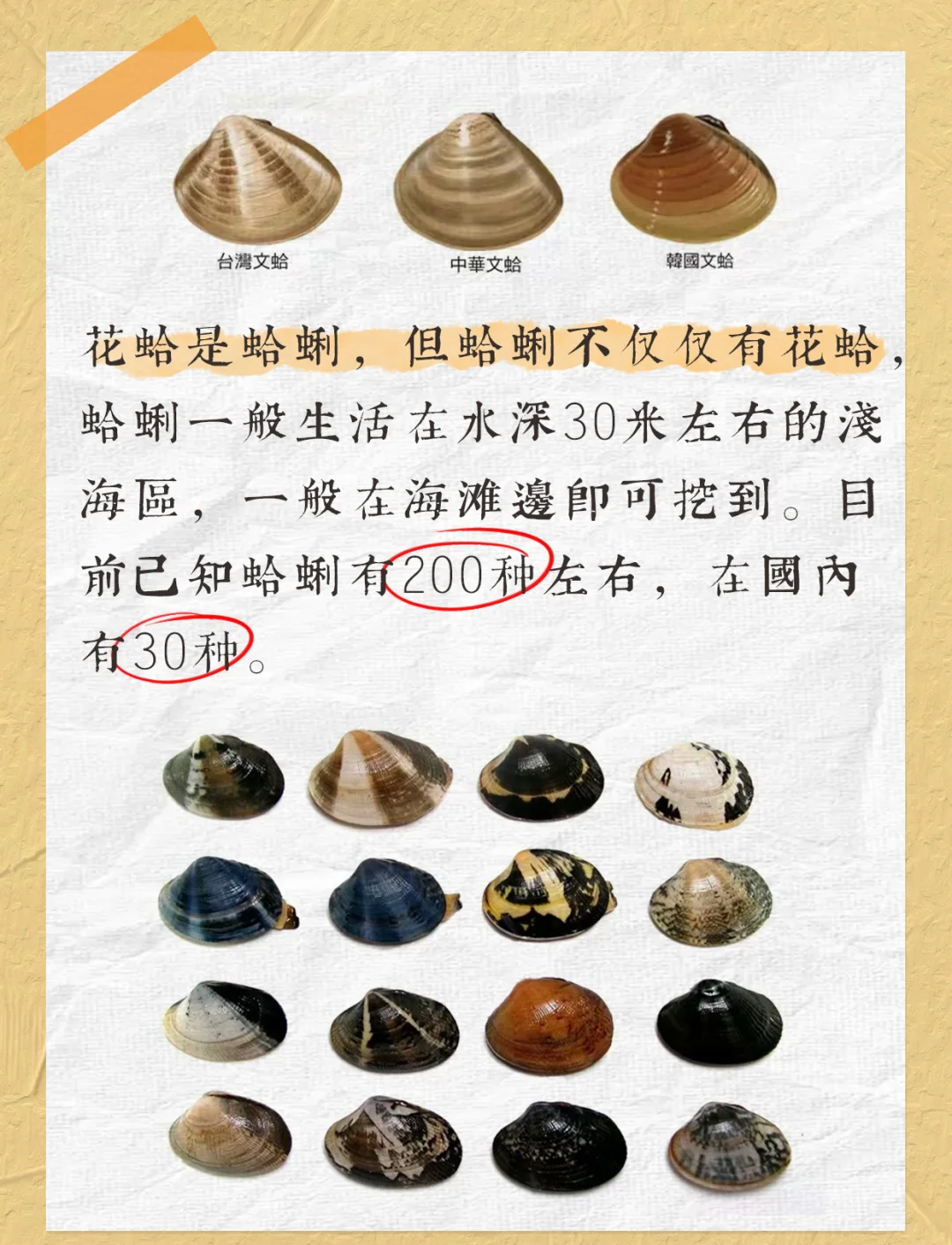 花蛤和蛤蜊的区别，你真的知道吗？