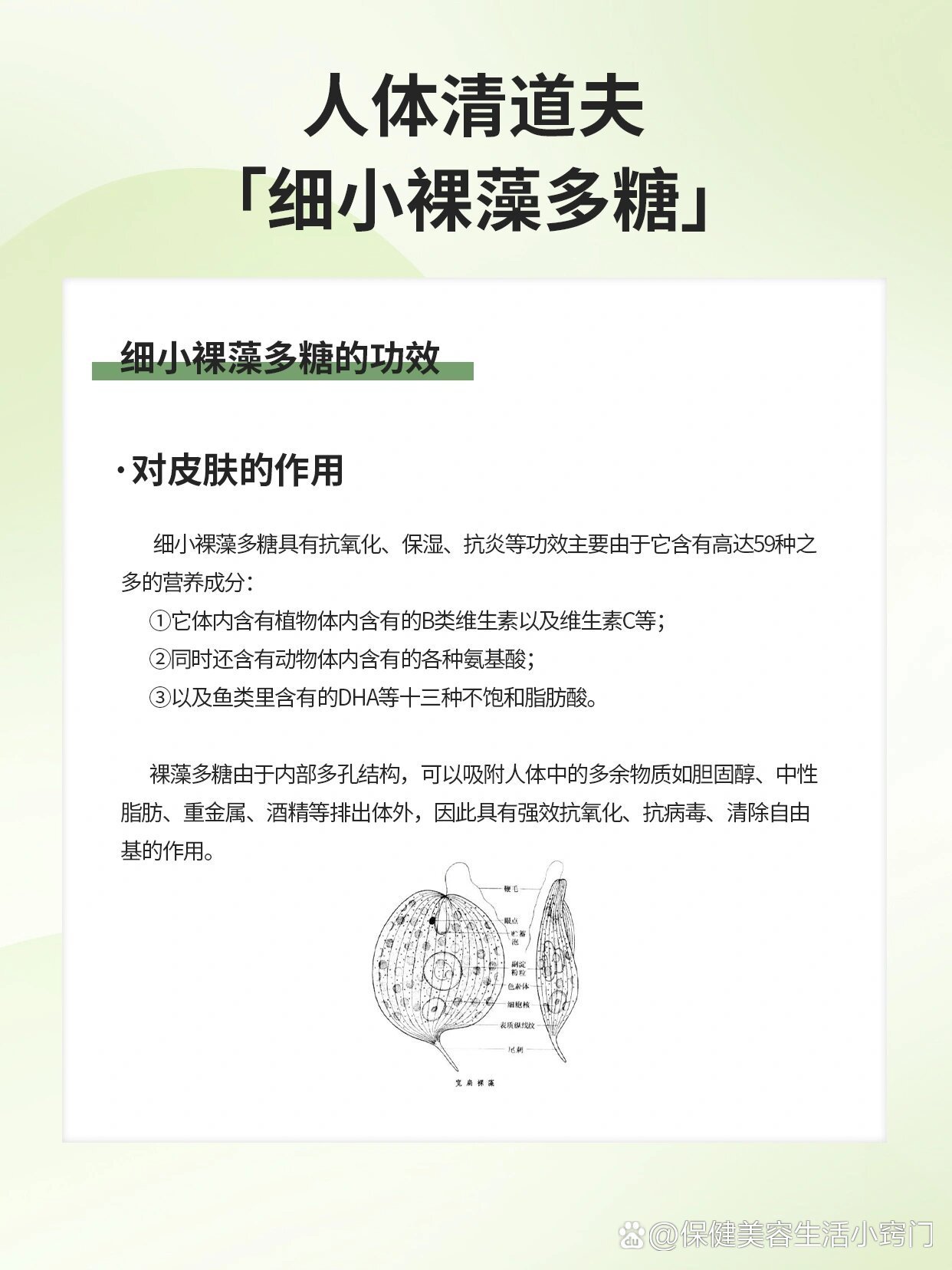 成分科普】人体清道夫——细小裸藻多糖