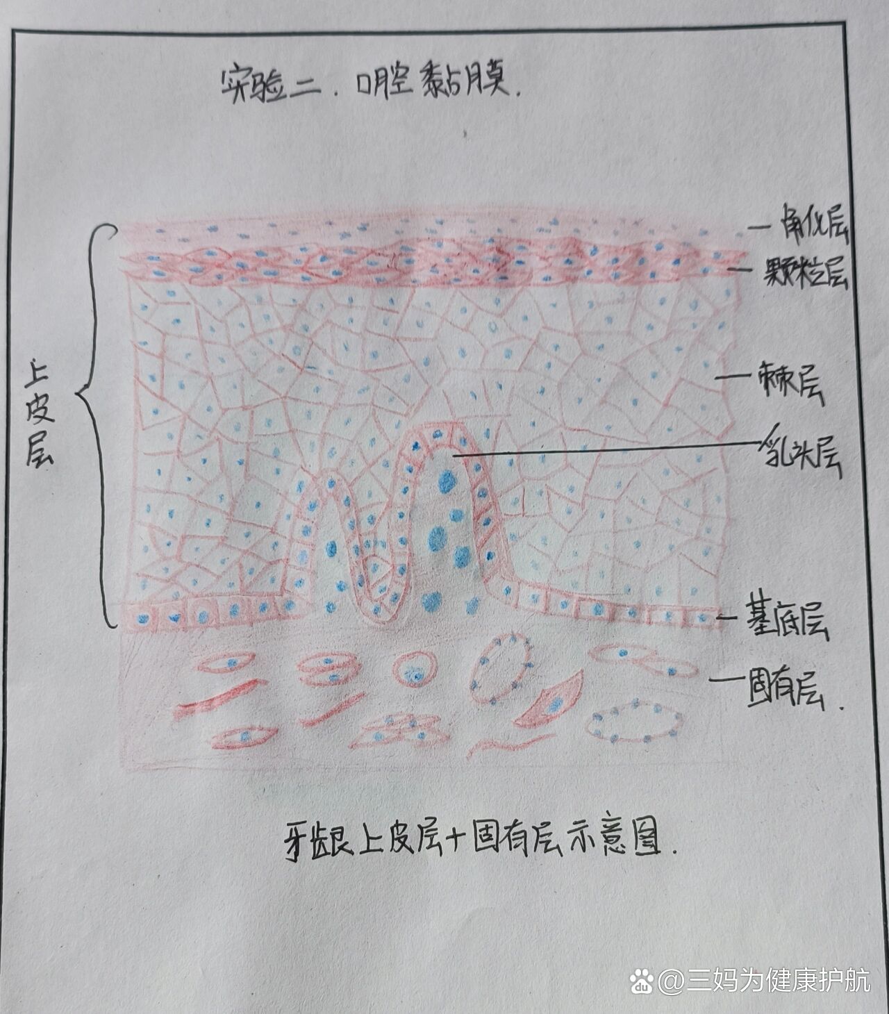 浆液性腺泡手绘图图片