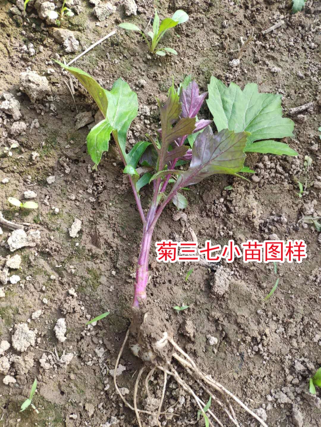 【旱三七的功效与作用】