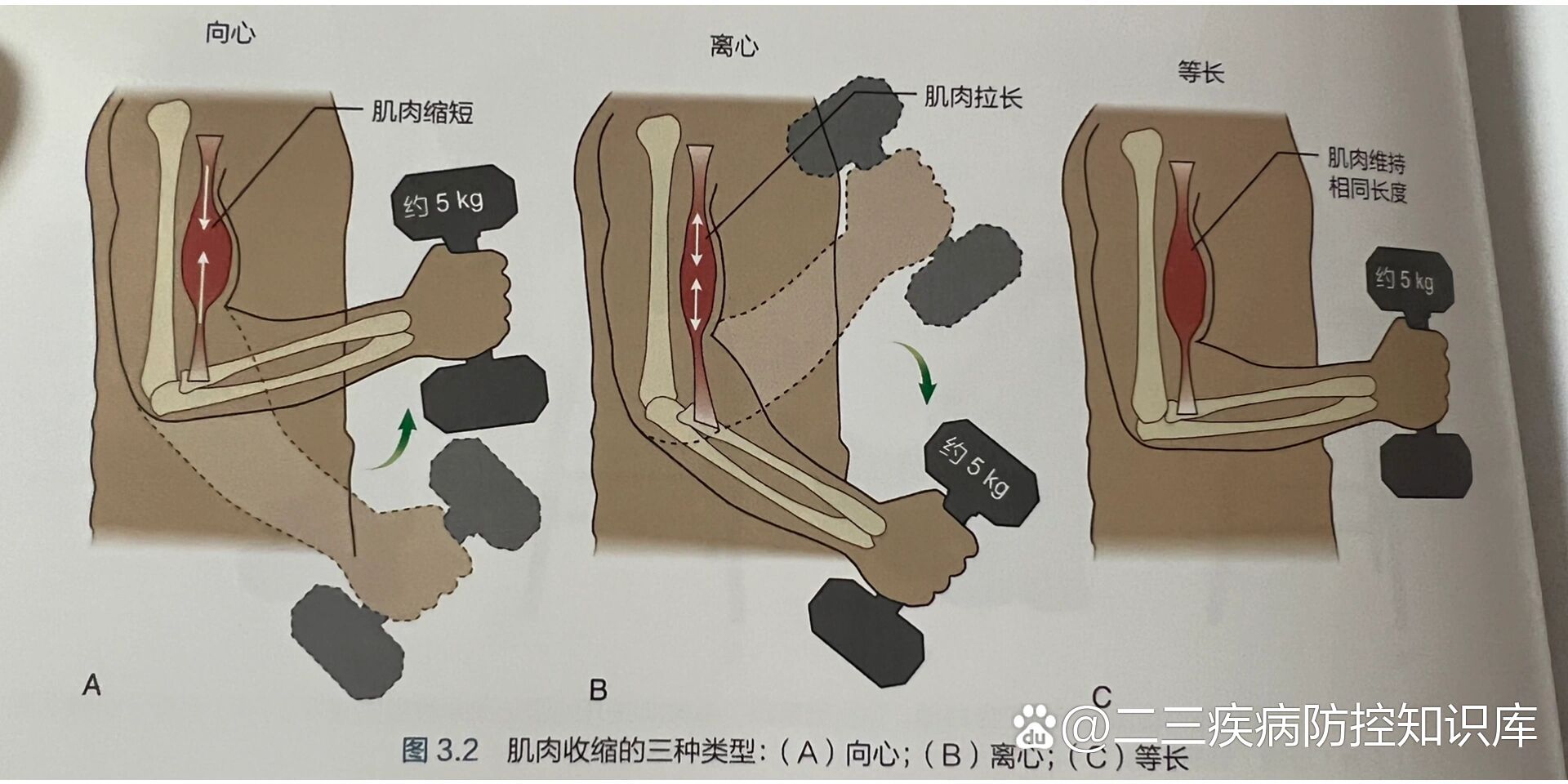 肌肉的三种收缩方式