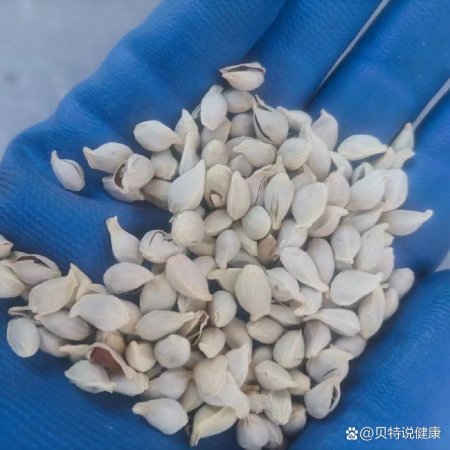每天一味中药材-橘核