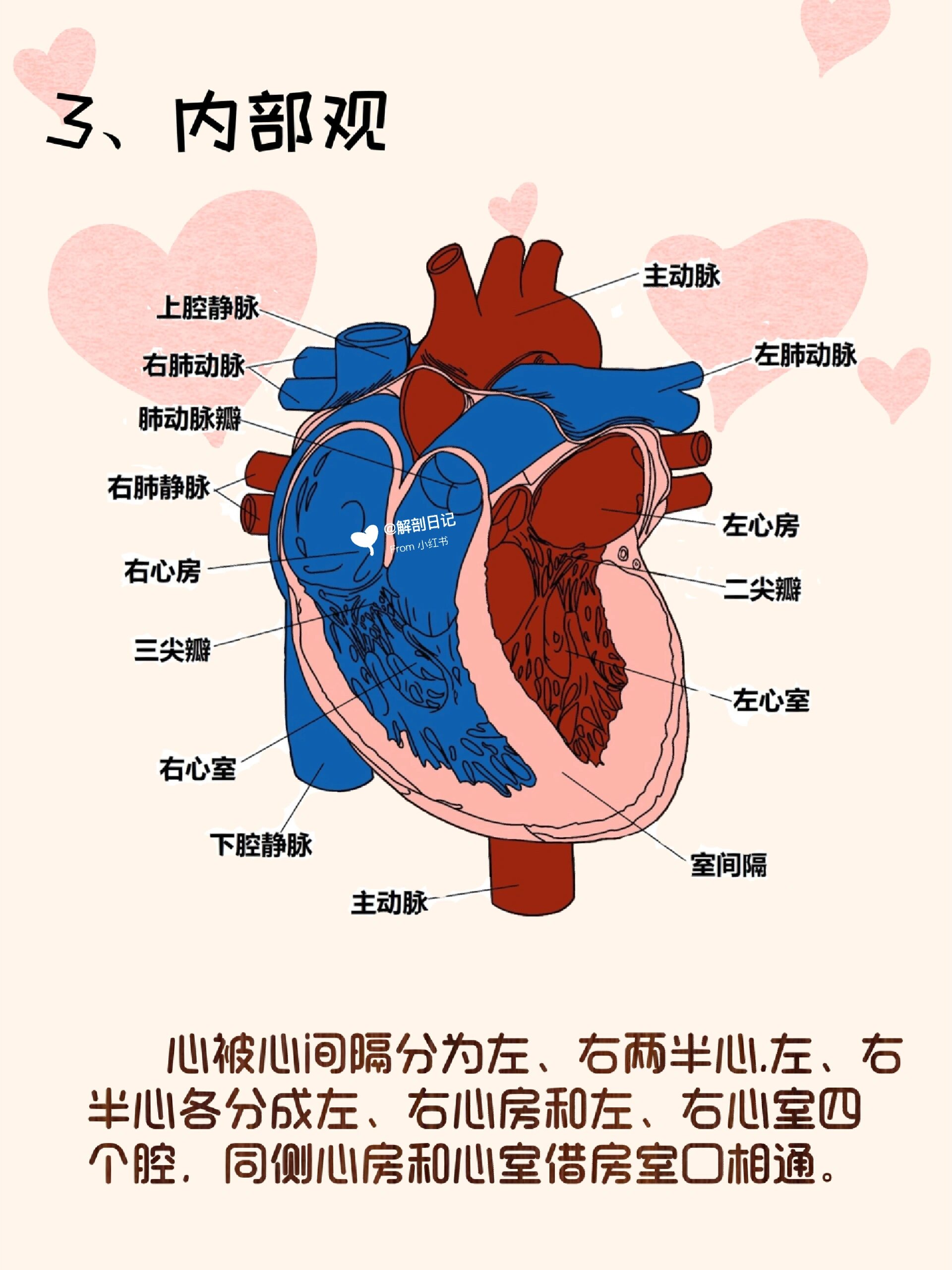 器官解剖之心脏