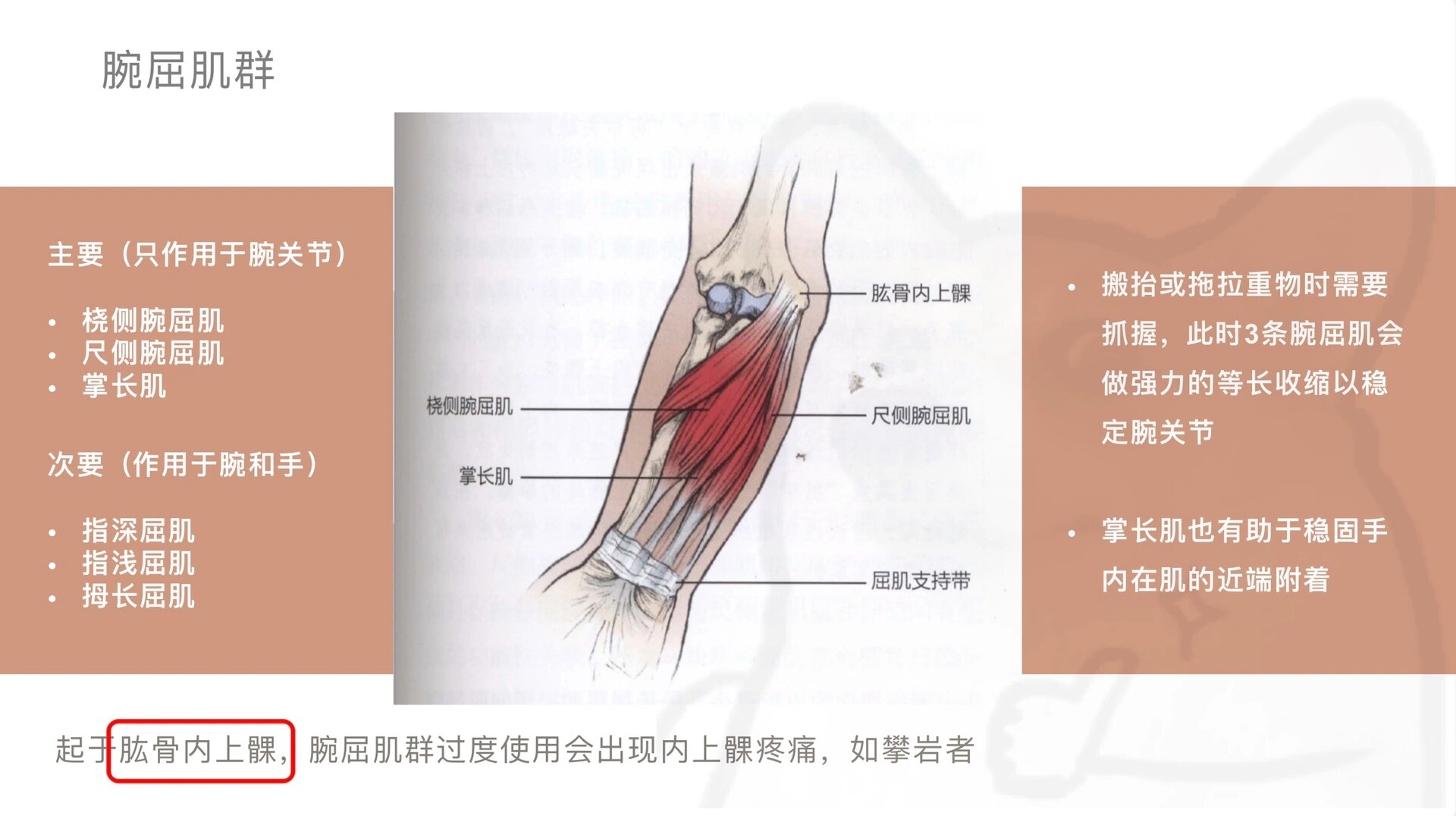 尺侧腕屈肌腱怎么找图片