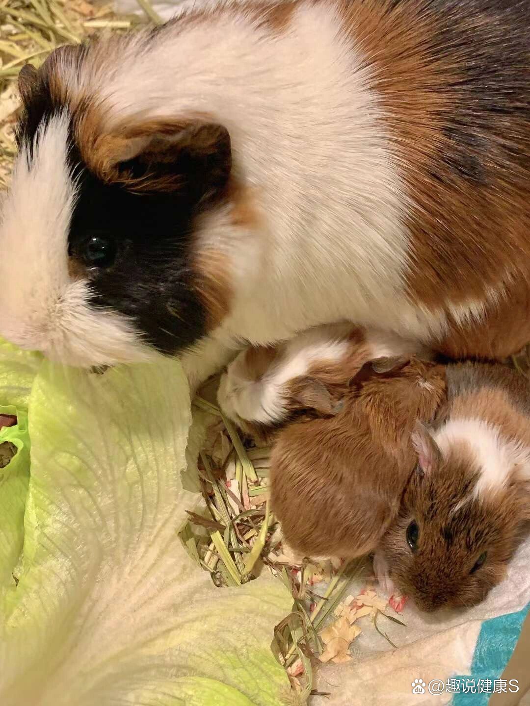 荷兰猪生宝宝啦