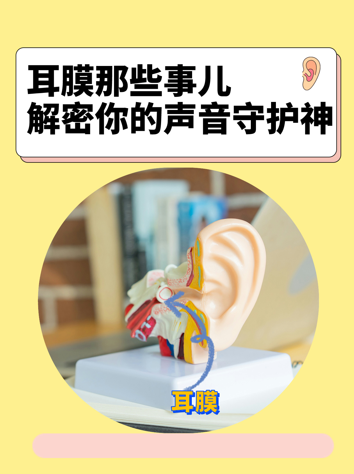 耳膜那些事儿解密你的声音守护神