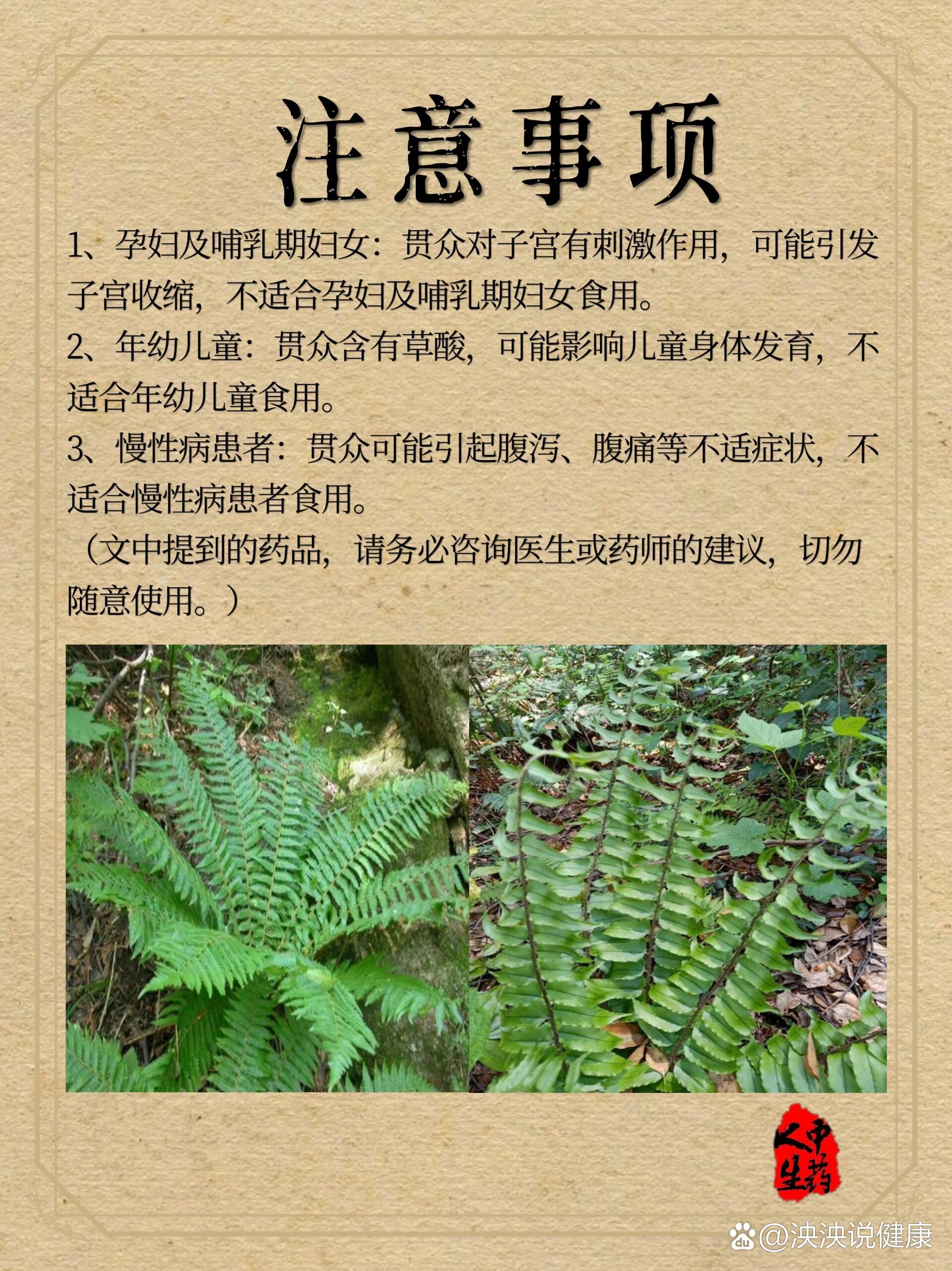 中药材—【贯众】