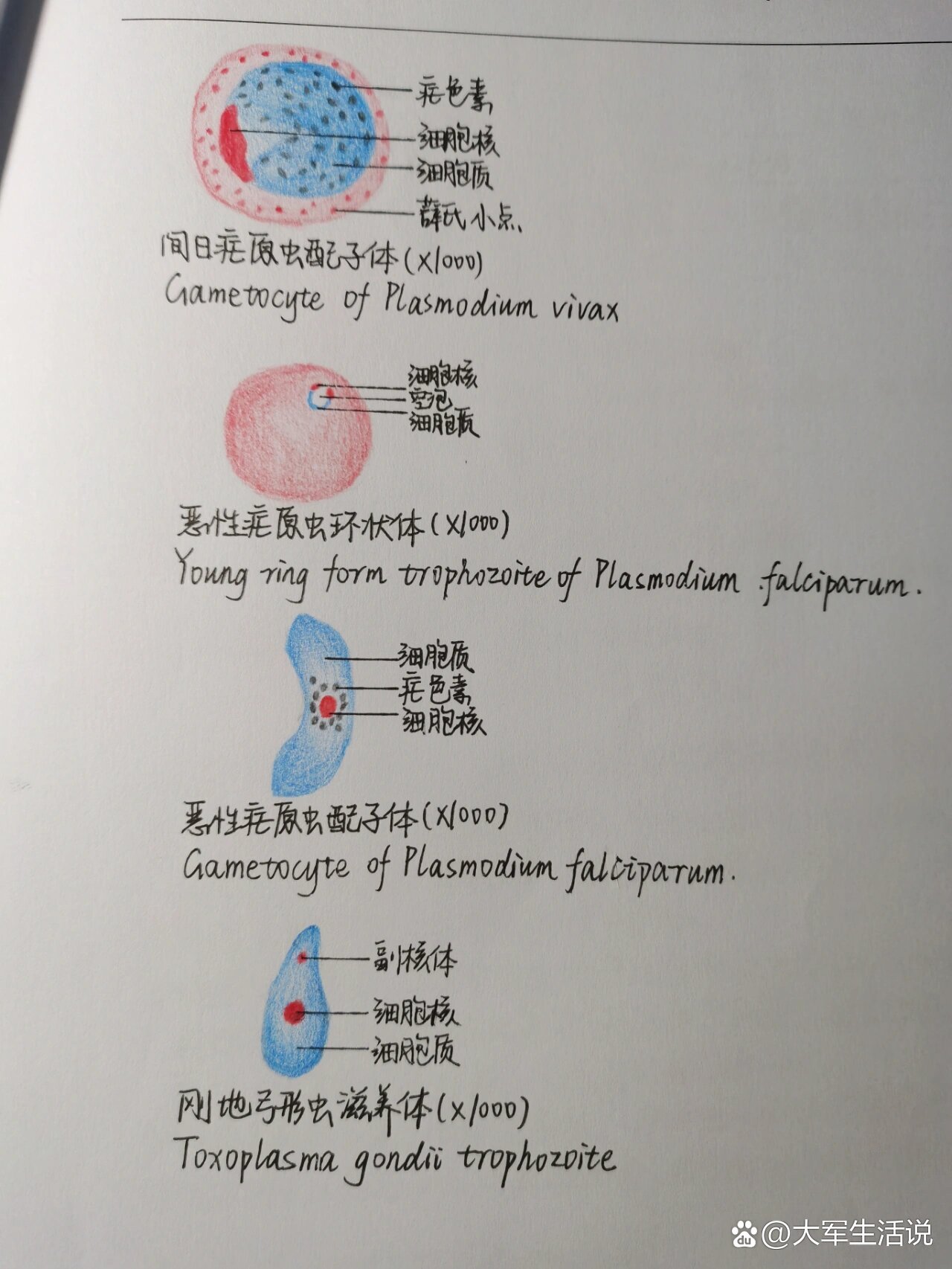 杜氏利什曼原虫利杜体图片