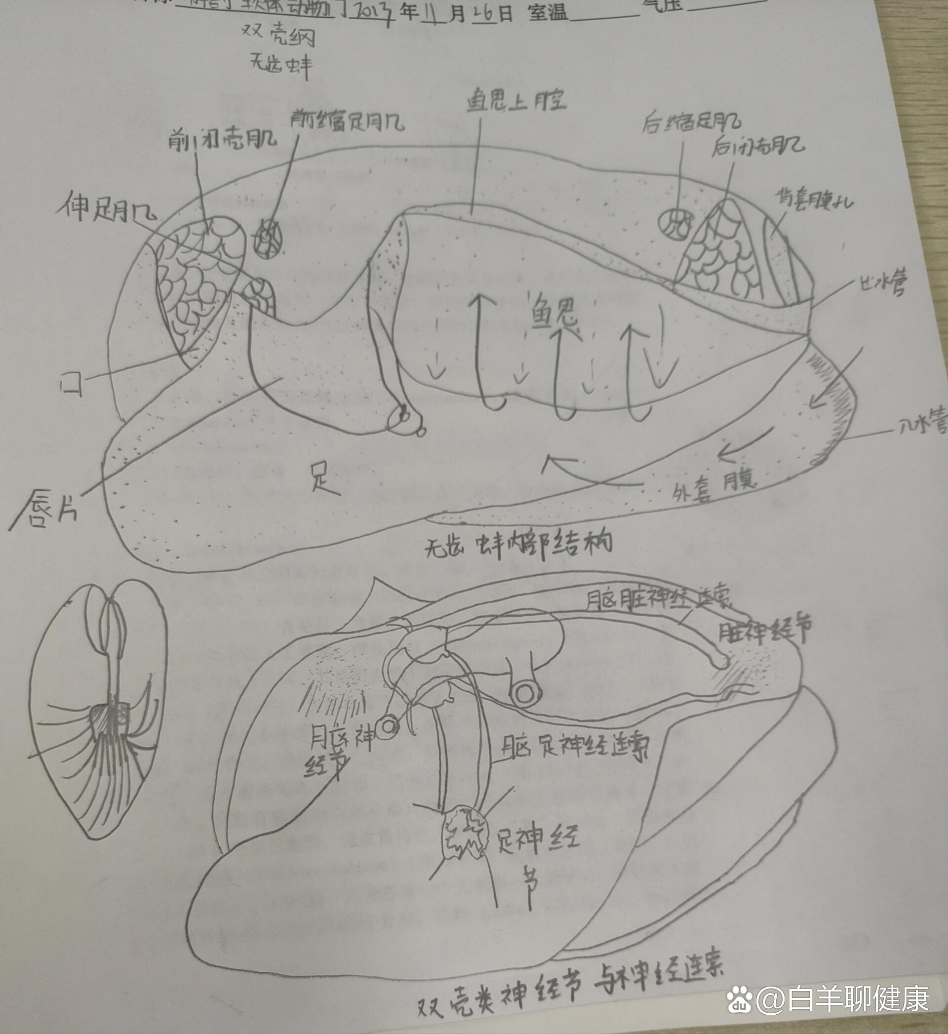 解剖河蚌喽,没发现珍珠