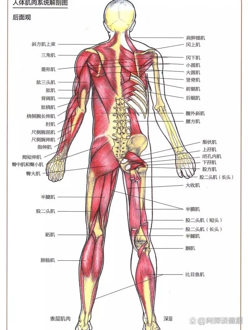 解剖图肌肉图片