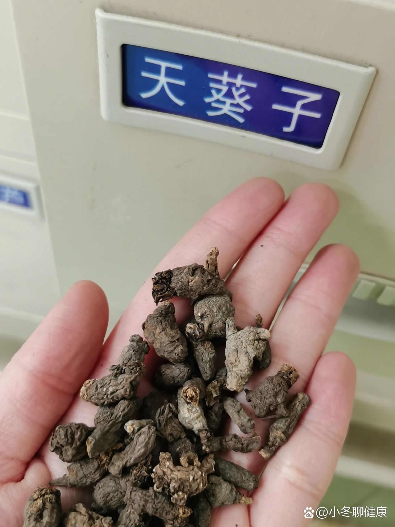 中被称为紫背天葵子在《纲目拾遗》中称千年老鼠屎其他别名有天葵根