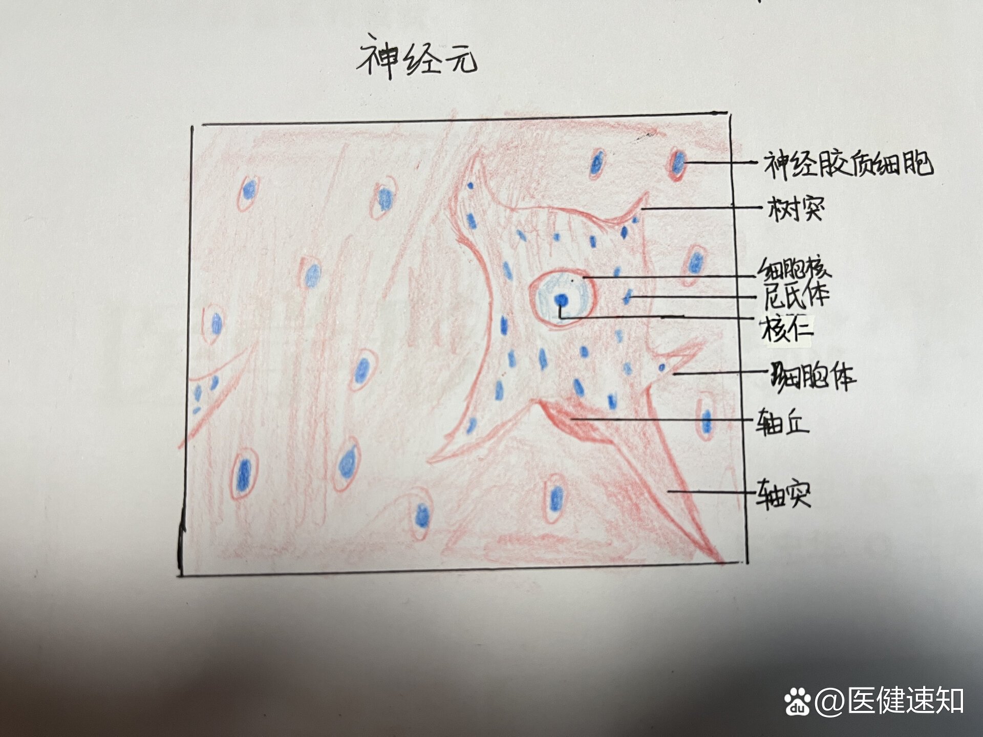 神经细胞绘图红蓝铅笔图片