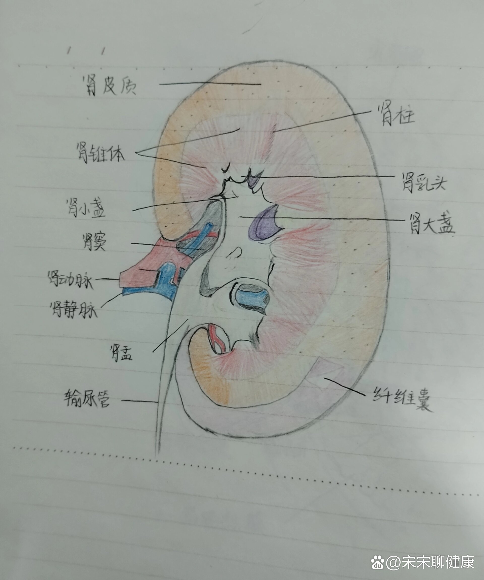 右肾冠状切面图图片