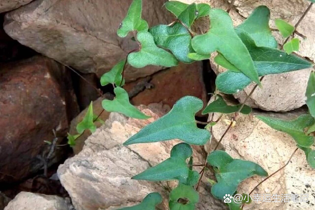 草药南颈葫芦图片图片