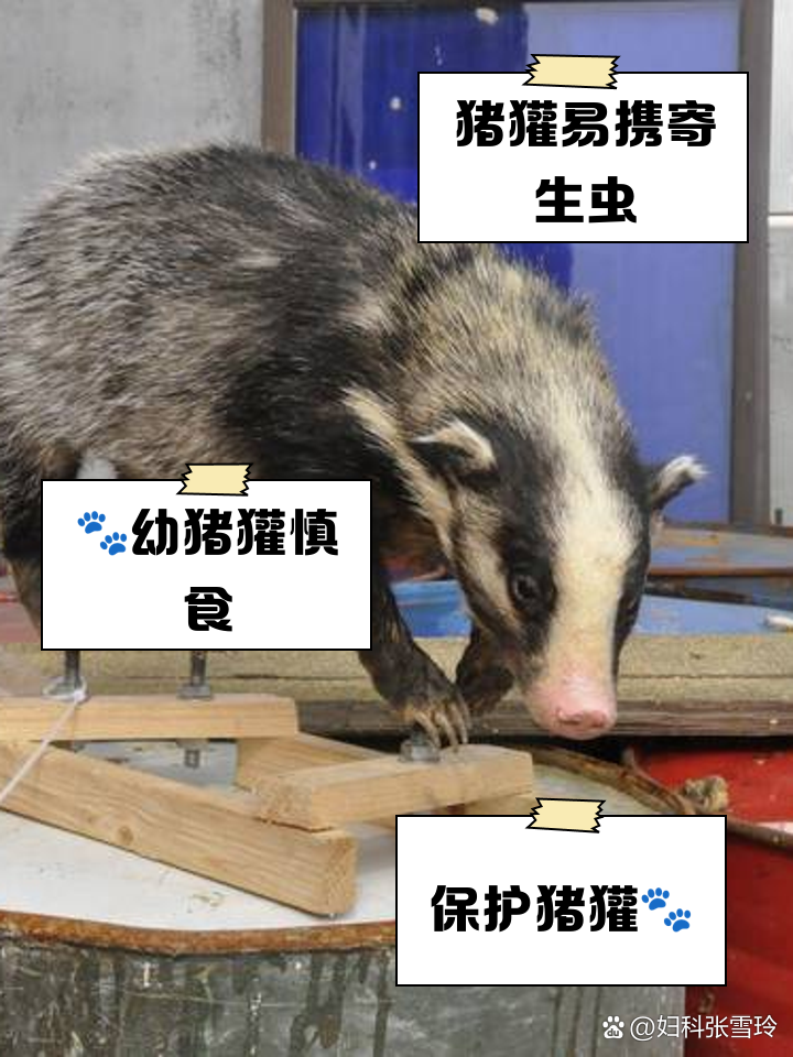 三种人不宜吃猪獾