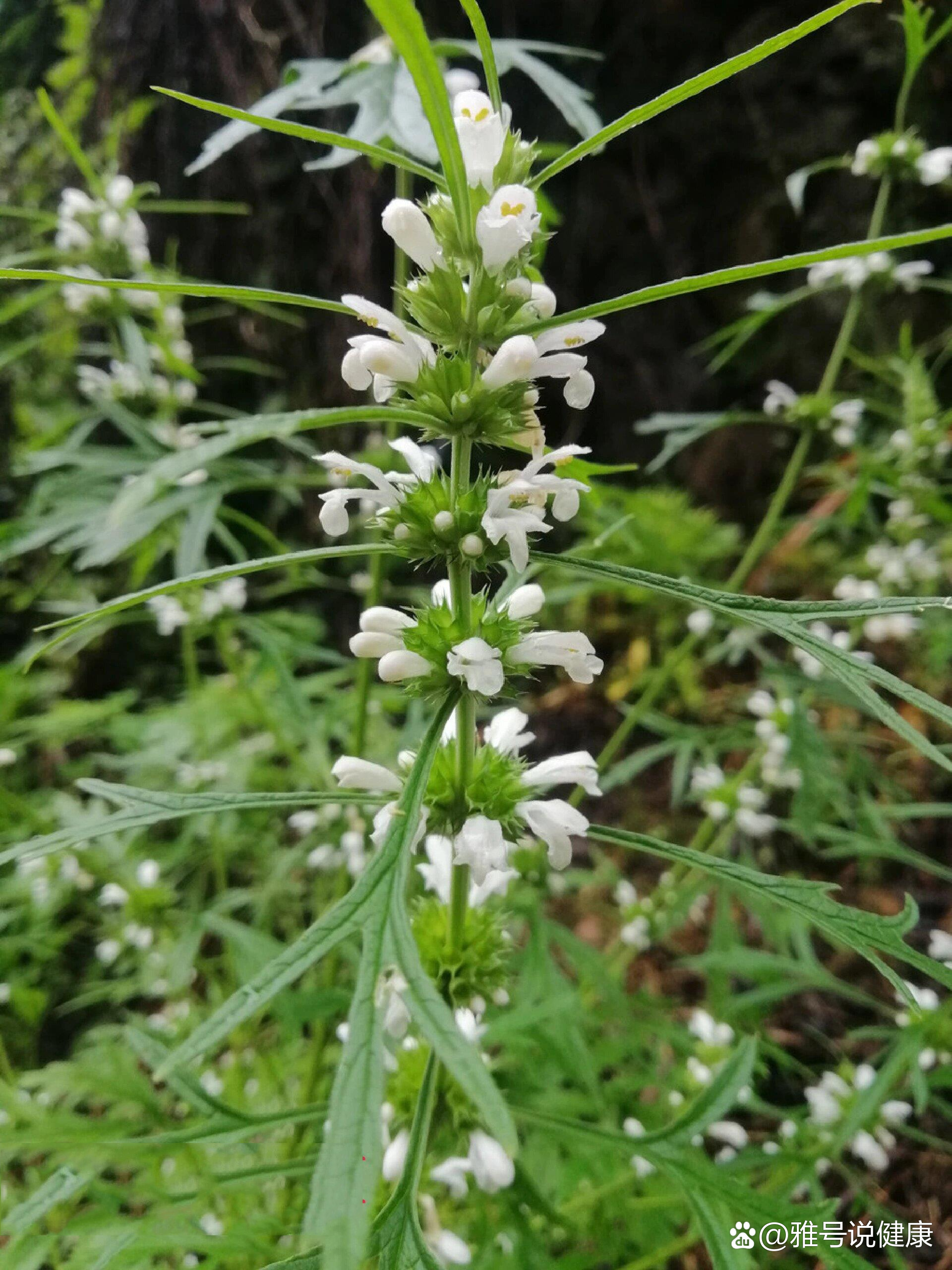 科普:益母草和夏至草的区别