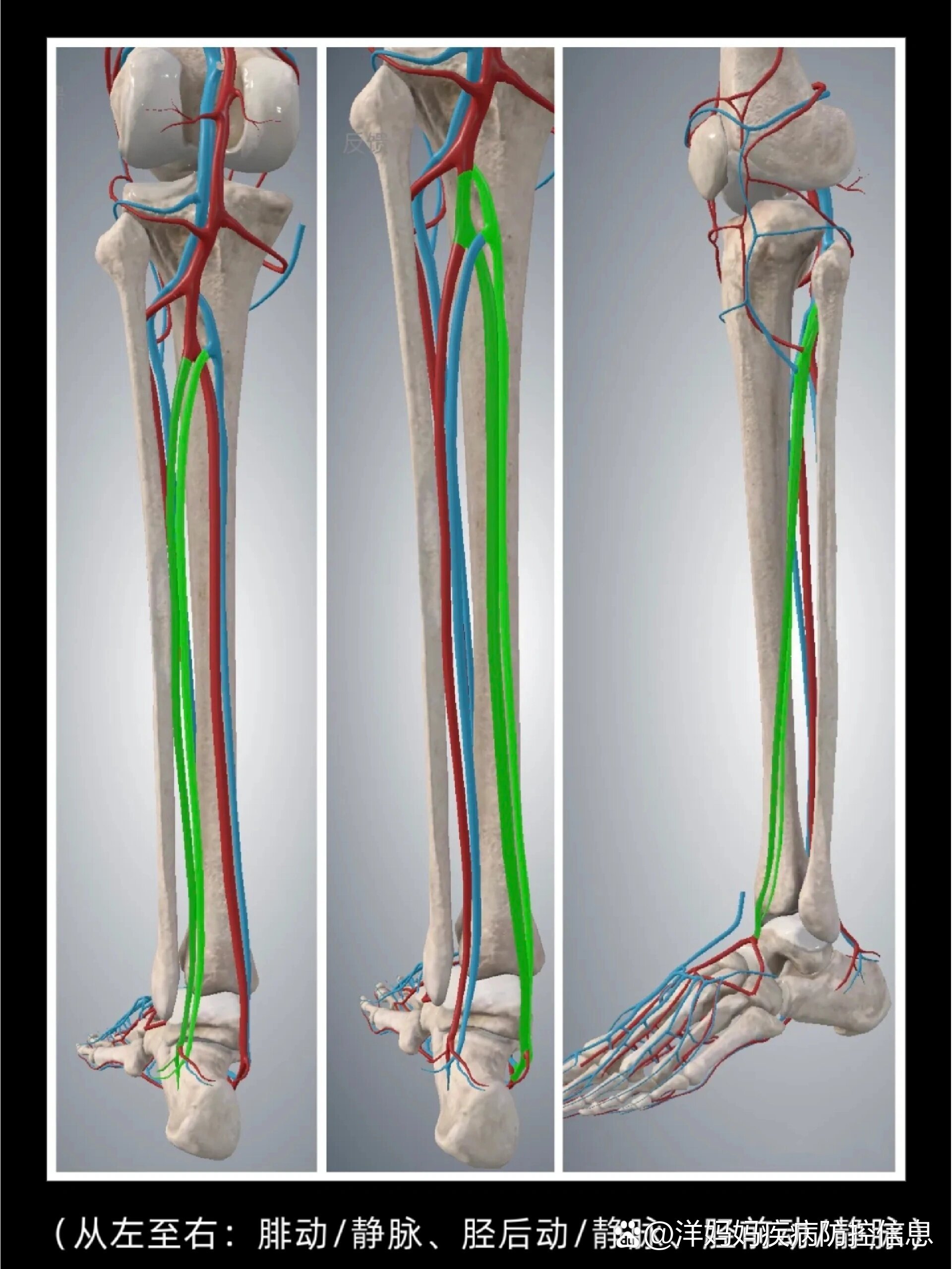 下肢静脉系统解剖图图片