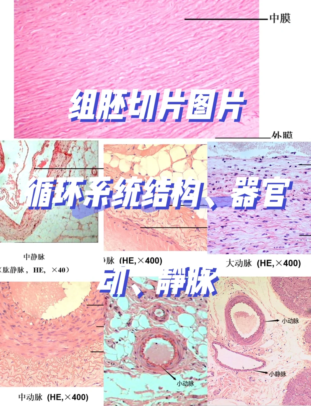 组胚实验切片：动静脉识别指南🔍