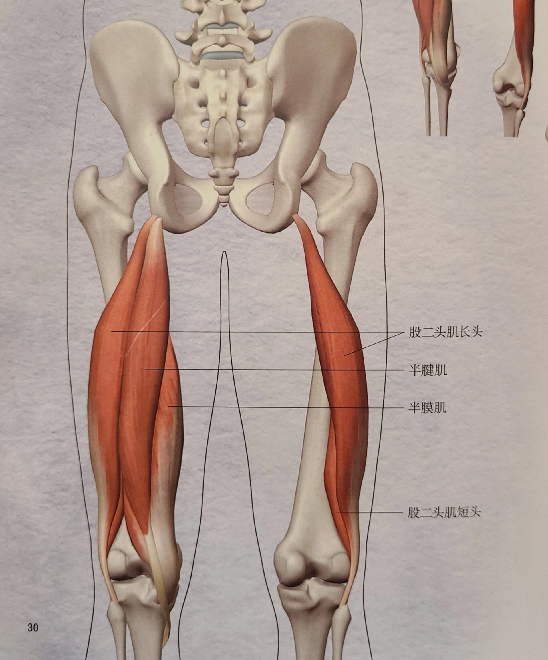 大腿后侧肌肉图图片