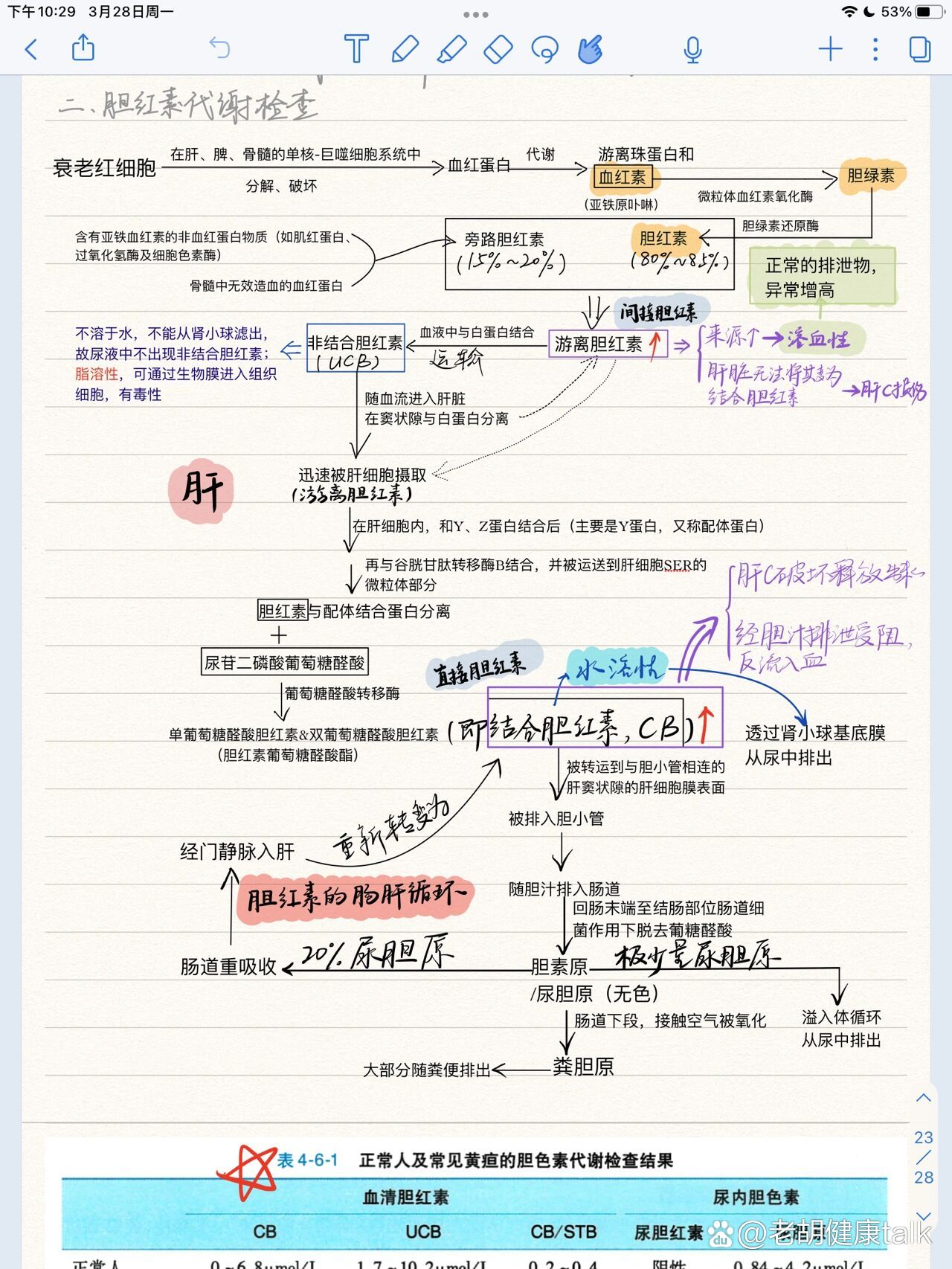 胆红素代谢过程图片