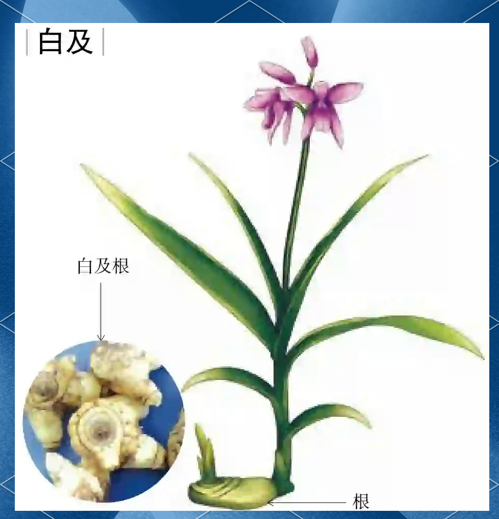 白及：每日认识一种中药材