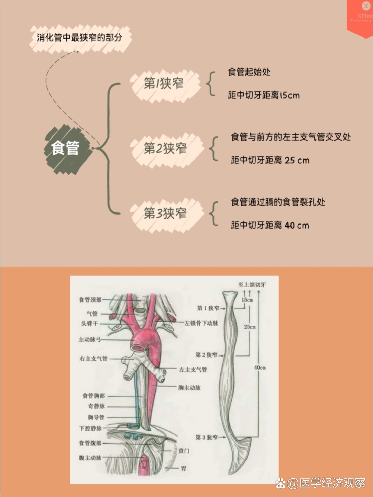 医基——解剖学之食管day3(上)