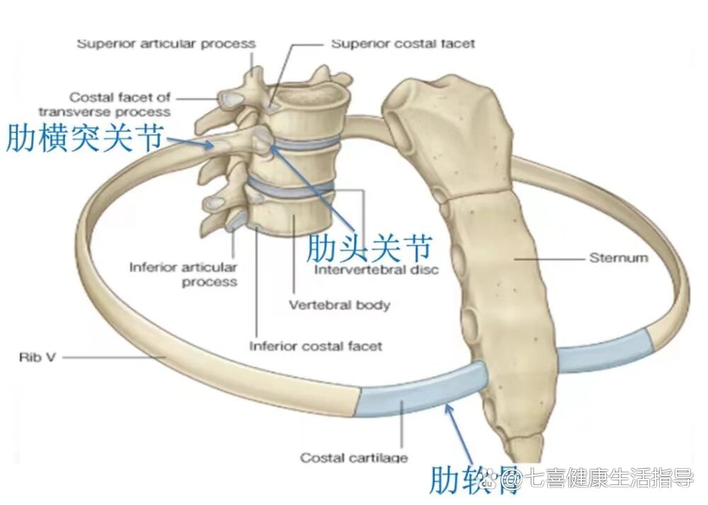 肋头关节图片图片