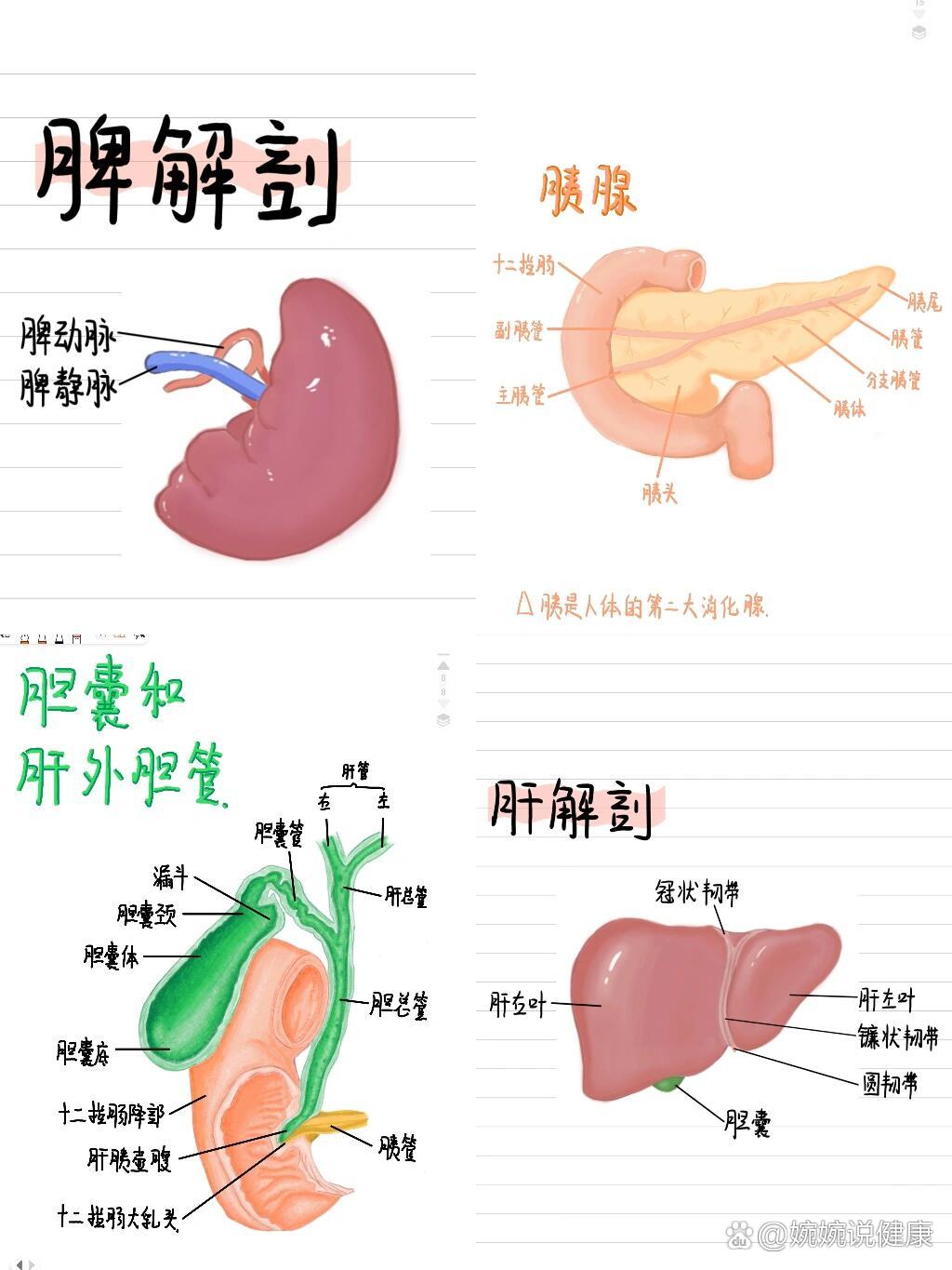 肝胆胰脾肾7115解剖绘画合集