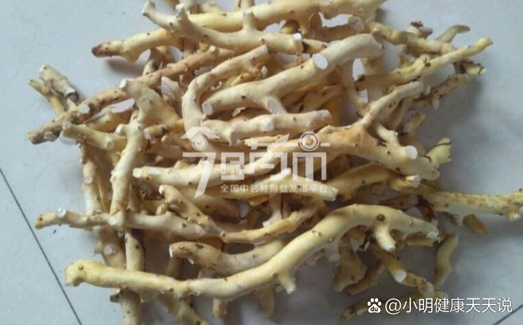 【穿地龙的功效与作用】