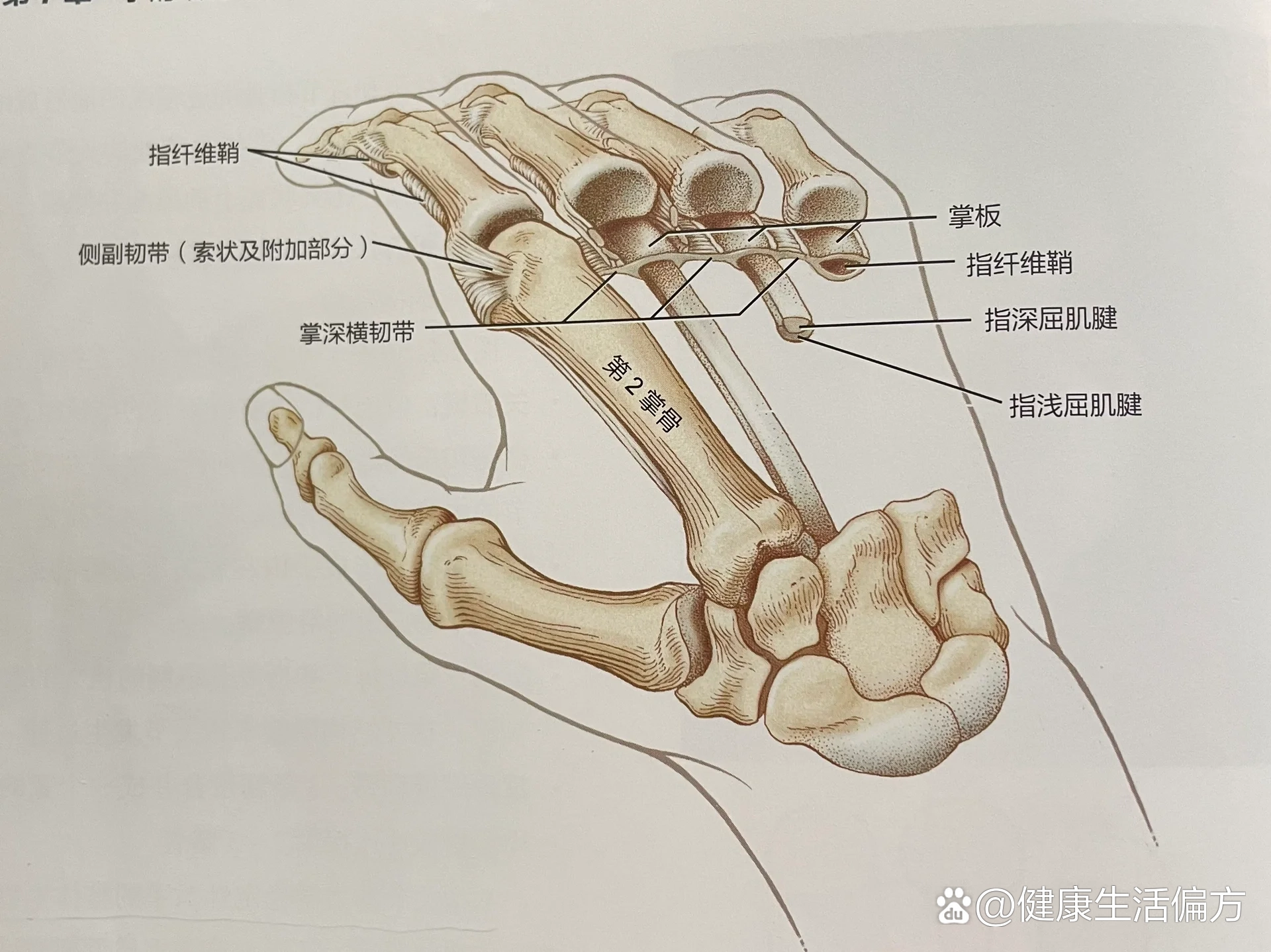 掌指关节支持结构