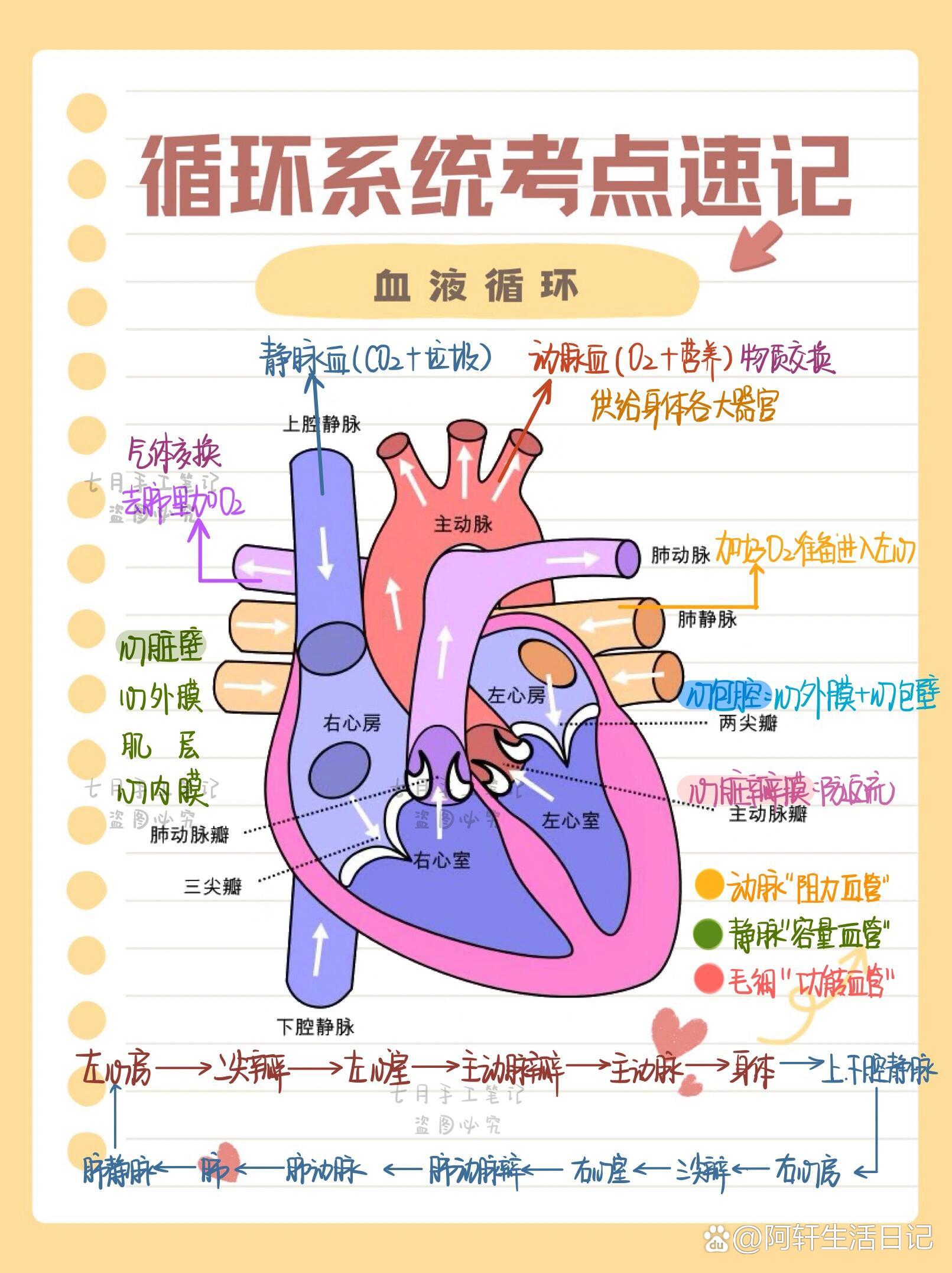 发动机水路循环解剖图图片