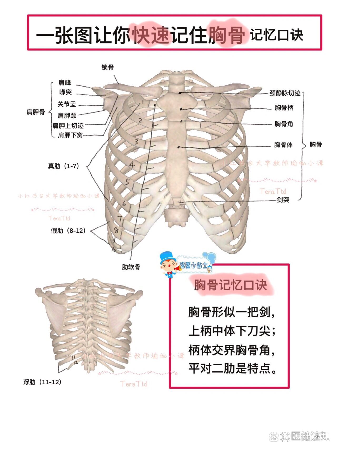 剑突体表图片