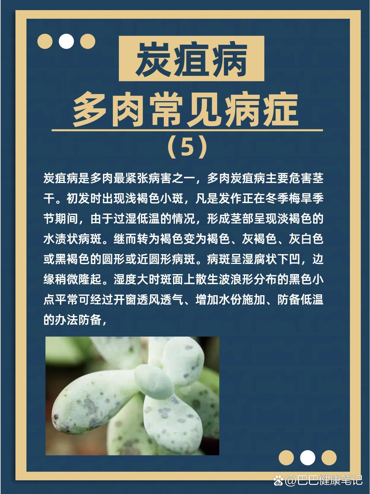 多肉常见病症(2)