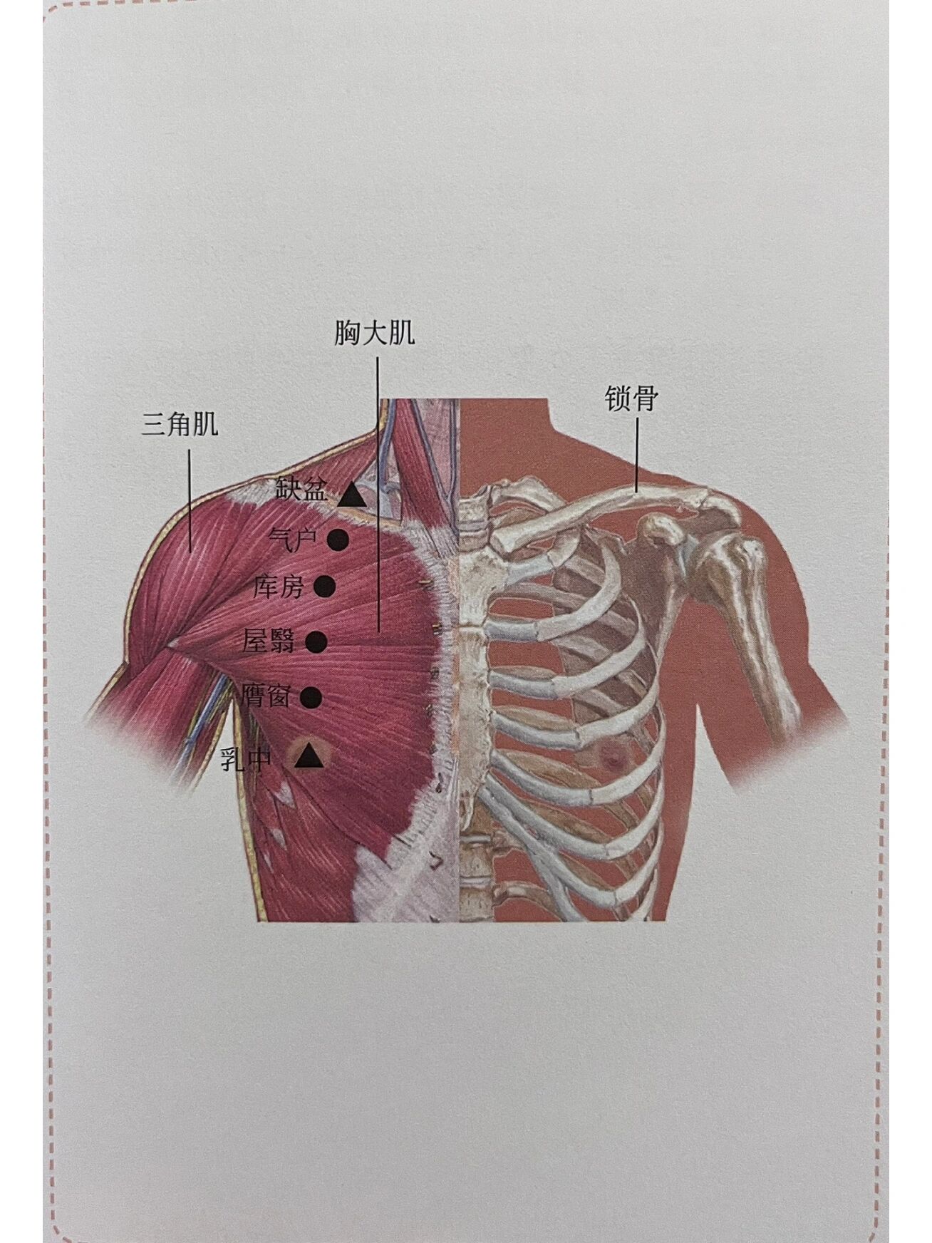 针灸篇|十二经络之足阳明胃经穴位(一)