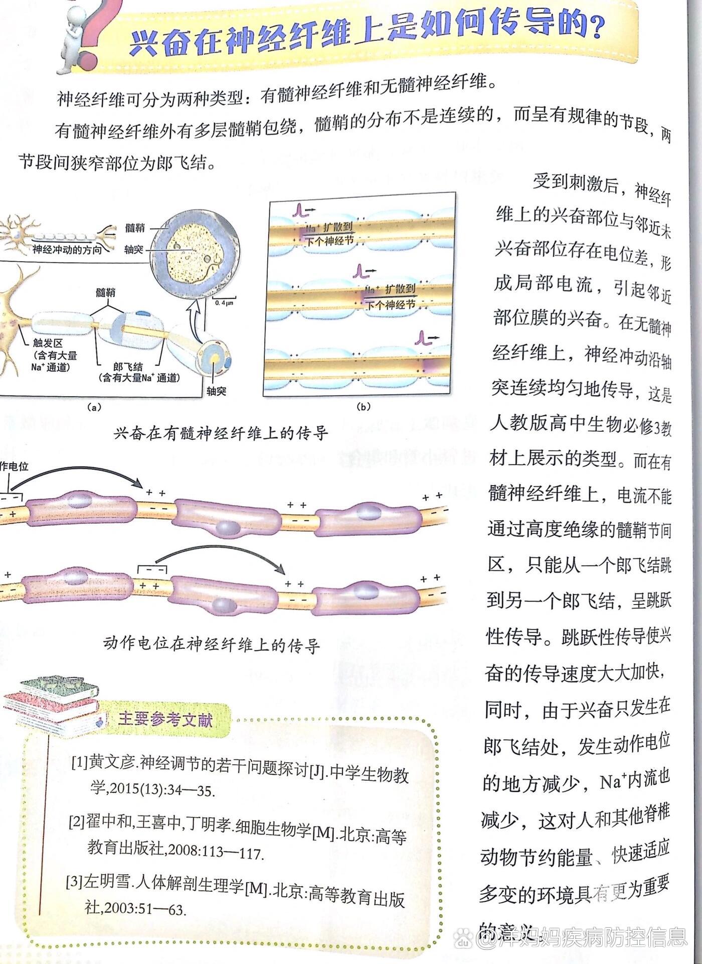 神经元传递方向简化图图片