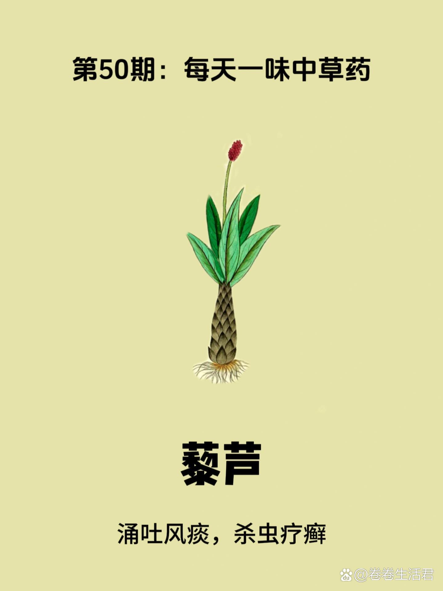 藜芦的别名功效图片