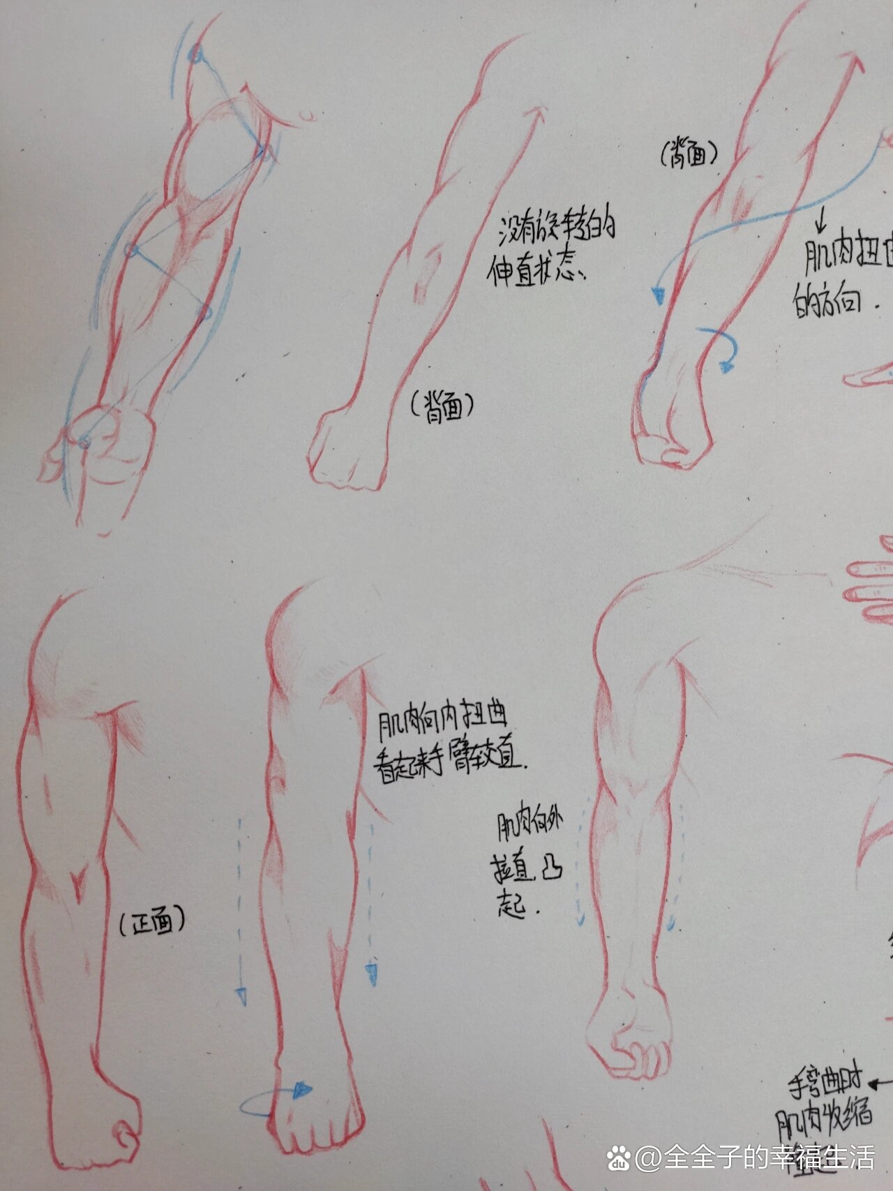 人体结构练习10《手臂肌肉》一看就会.