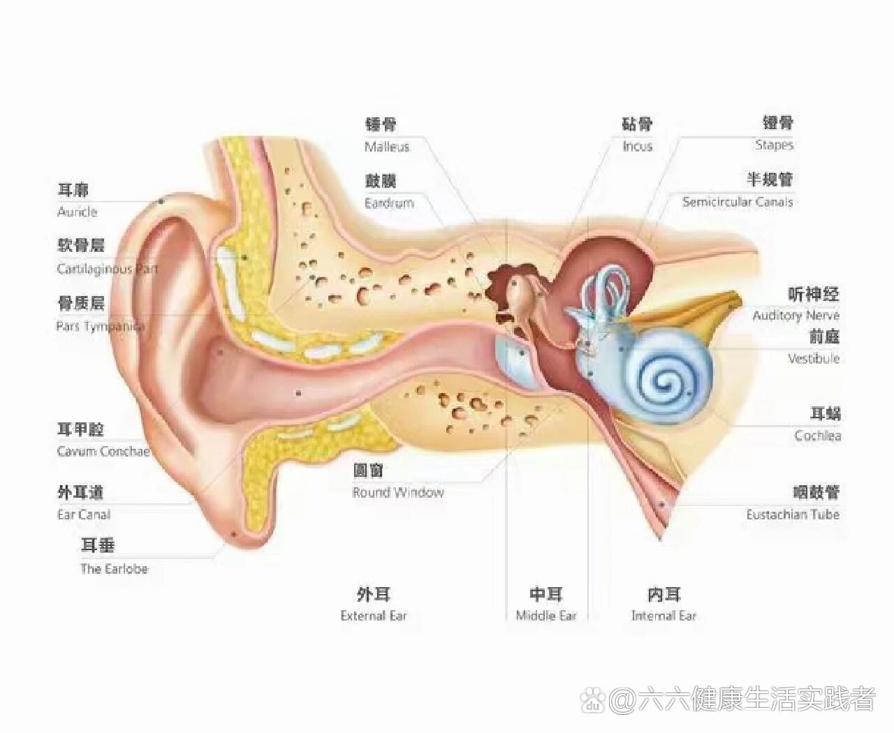 耵聍腺图片