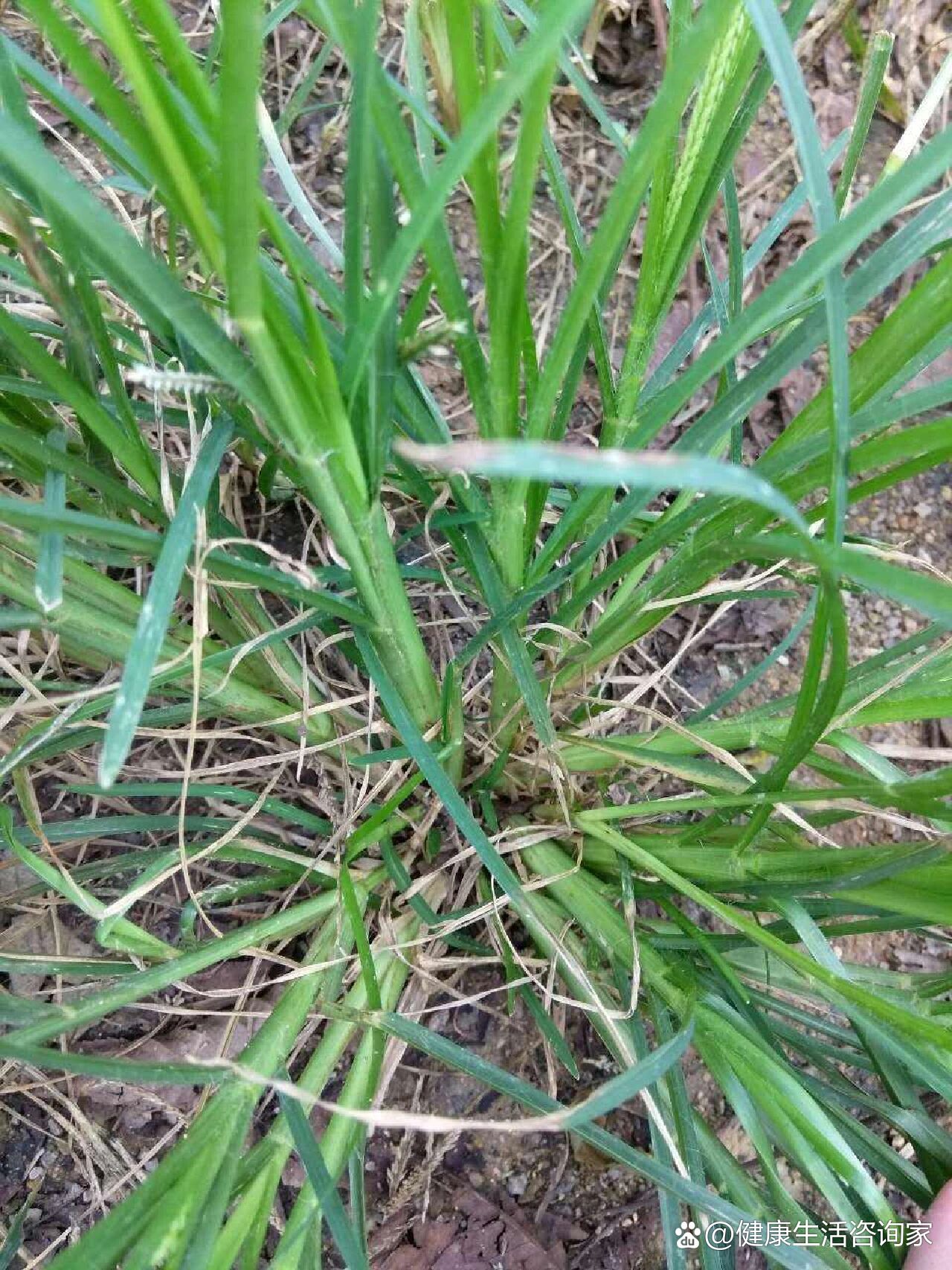 牛筋草捣碎治风湿图片