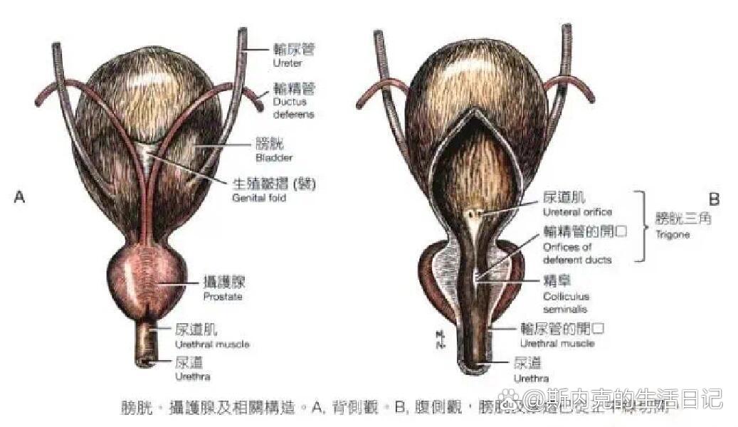 狗狗尿道正常图片图片