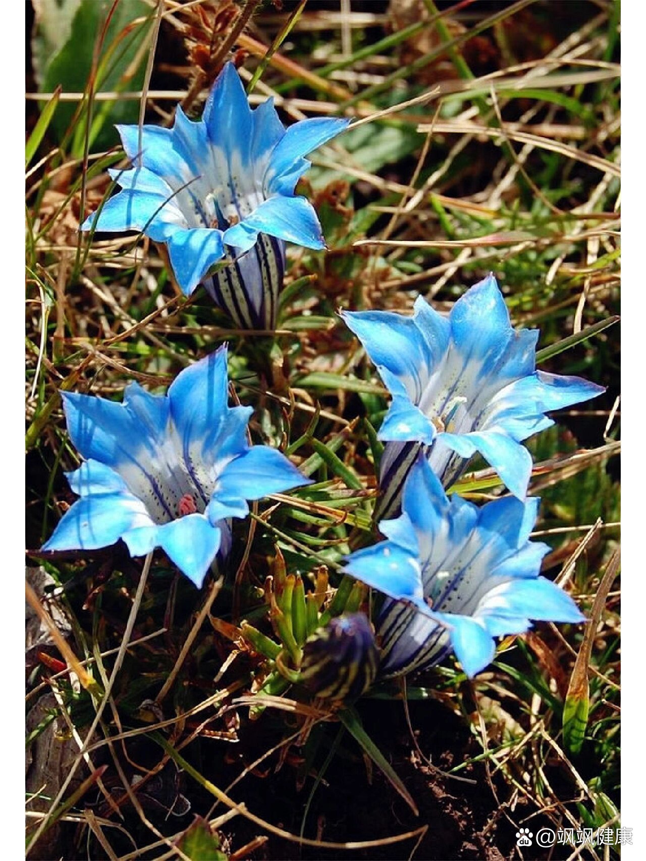 植物介绍——龙胆花