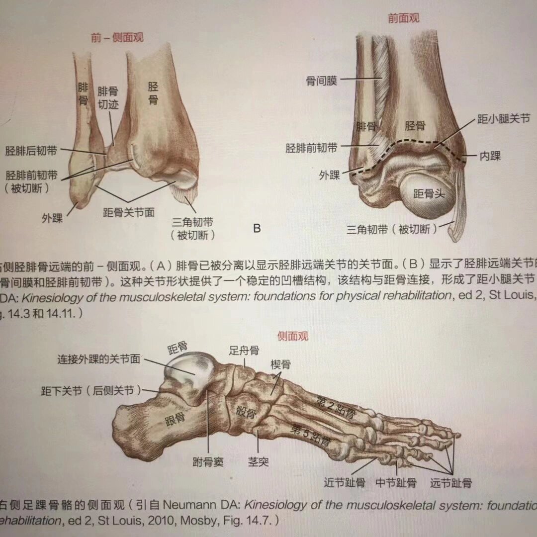 足跗骨的位置图图片