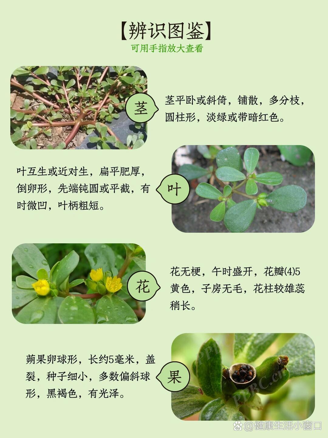 009|马齿苋乡野的长寿菜,入夏滋养不上火