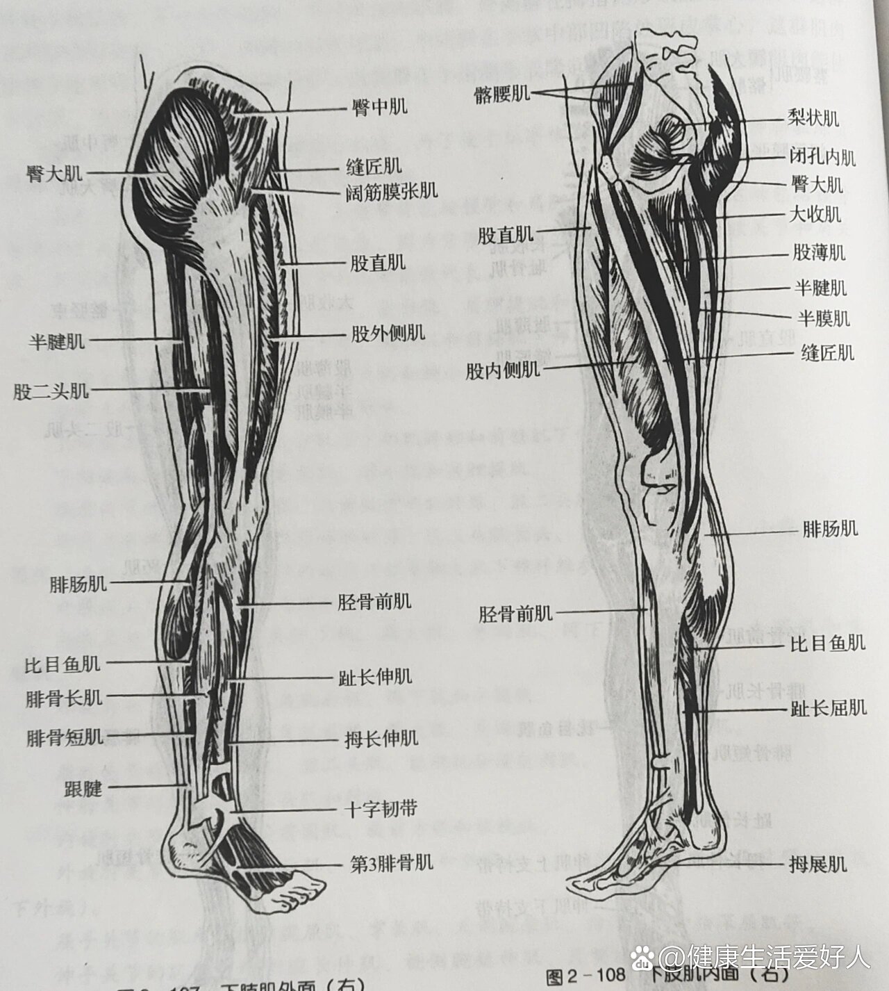 股直肌位置示意图图片