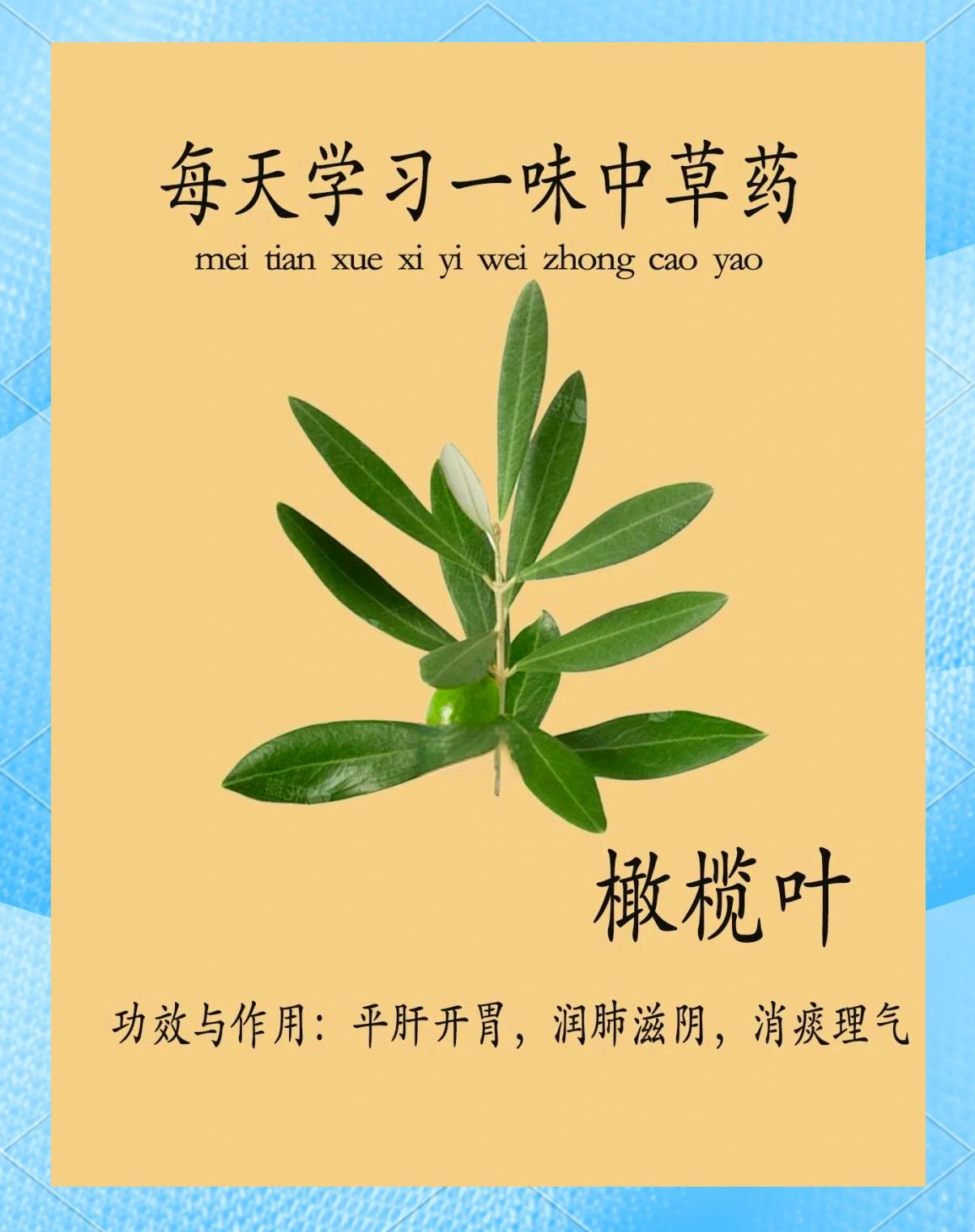 橄榄叶：从古至今的神奇中草药