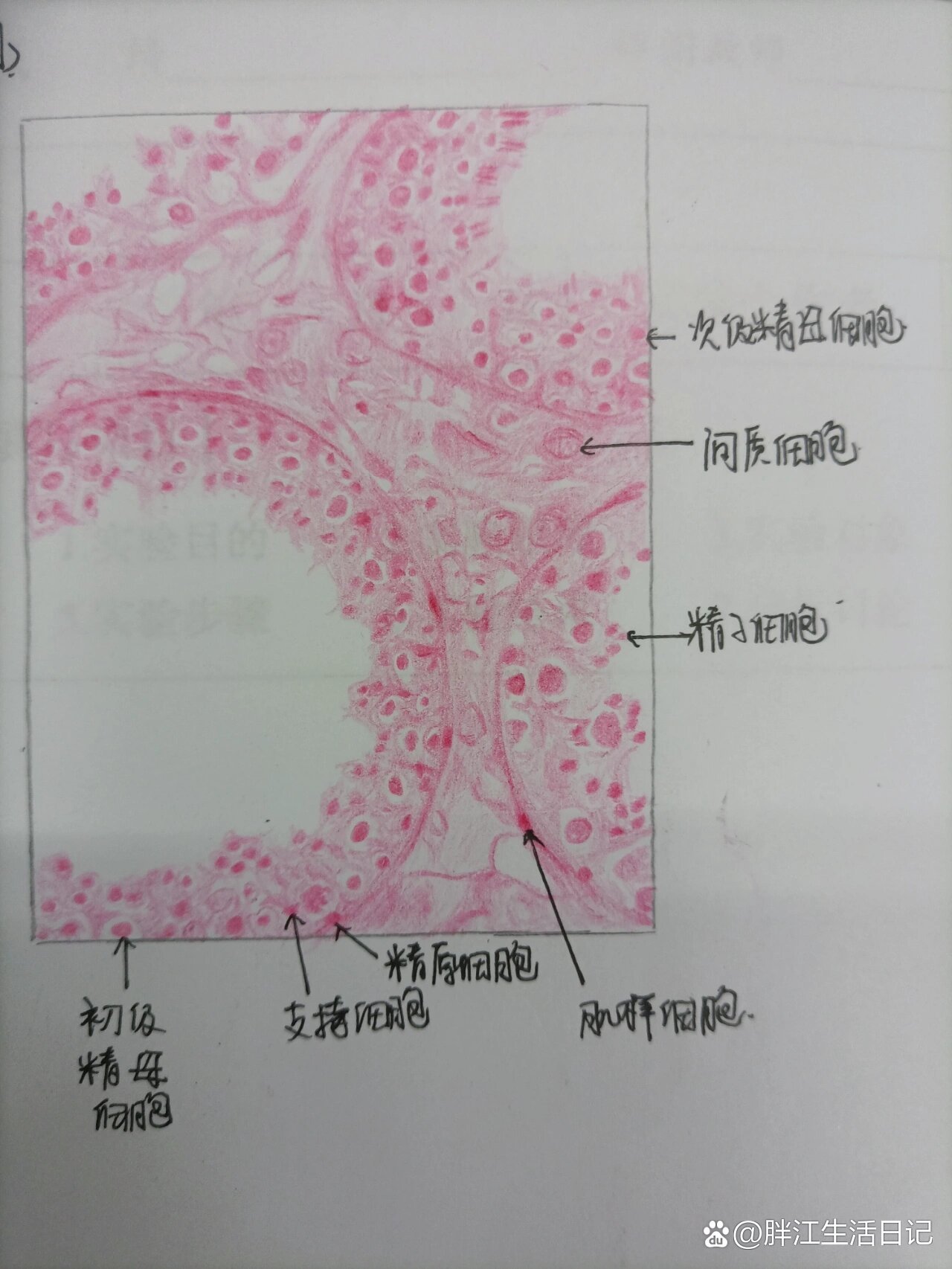 【组胚绘图】生精小管