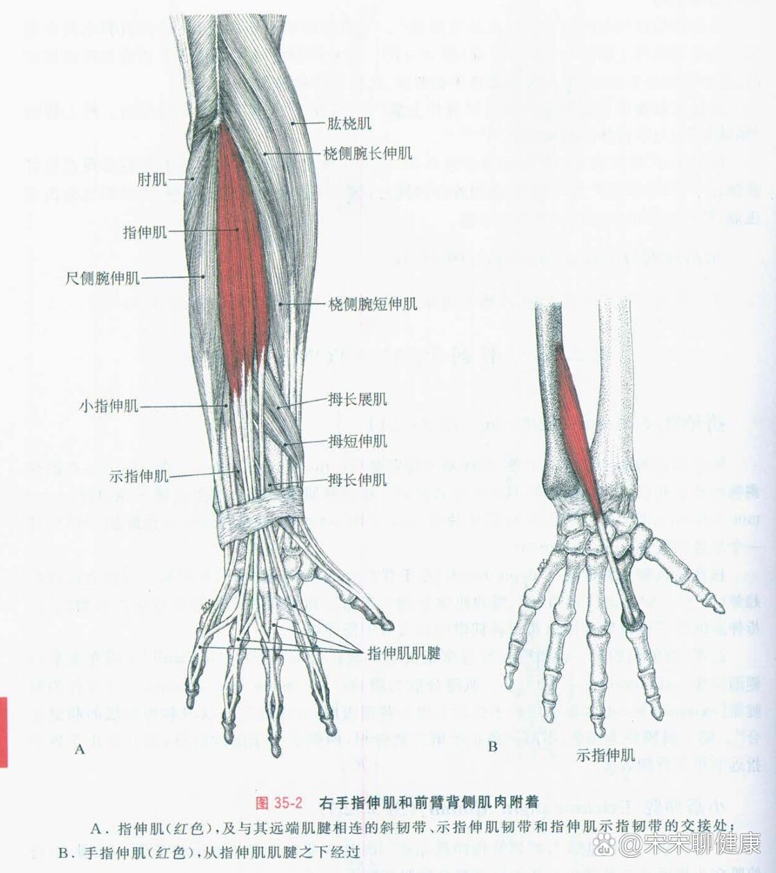 51.手指伸肌:指伸肌,食指伸肌