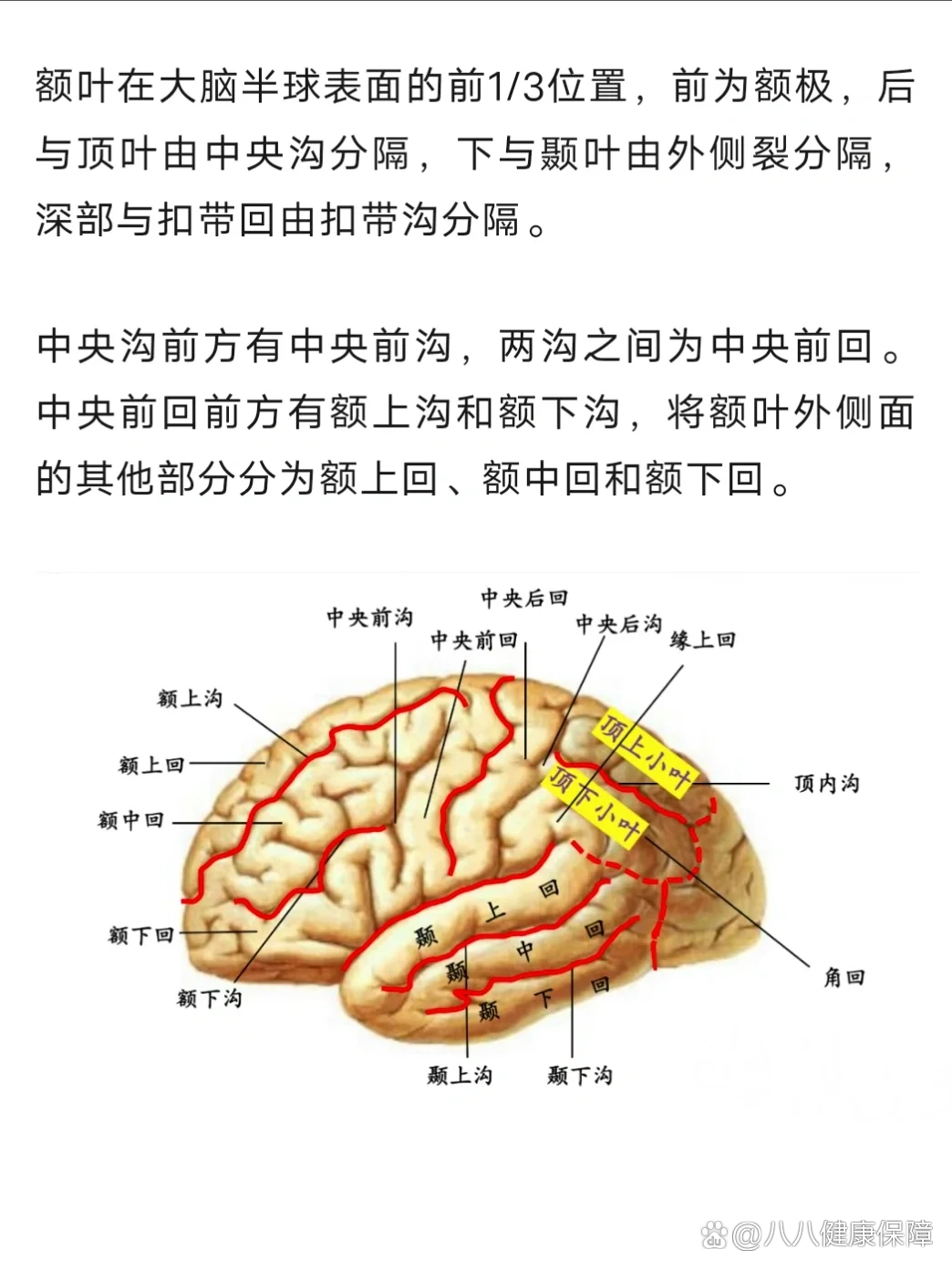 解剖及受损表现