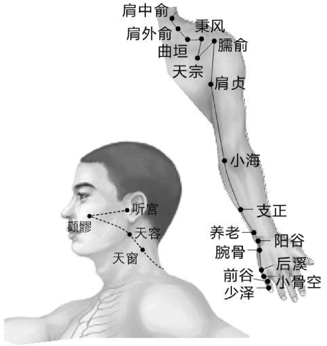 手太阳小肠经图解图片